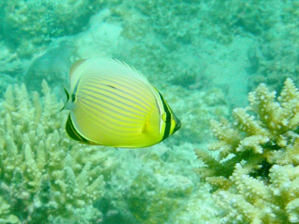 94- Poisson-papillon delave 